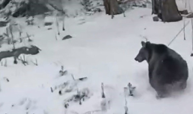Uludağ'da Kış Uykusunu Unutan Ayı Yavrusu Kamera Görüntülerinde