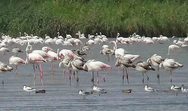 Van Gölü'nün Pembe Ziyaretçileri: Flamingolar