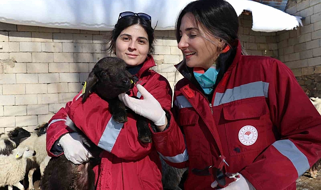 Van'da, aşı ve küpe çalışmaları sürüyor