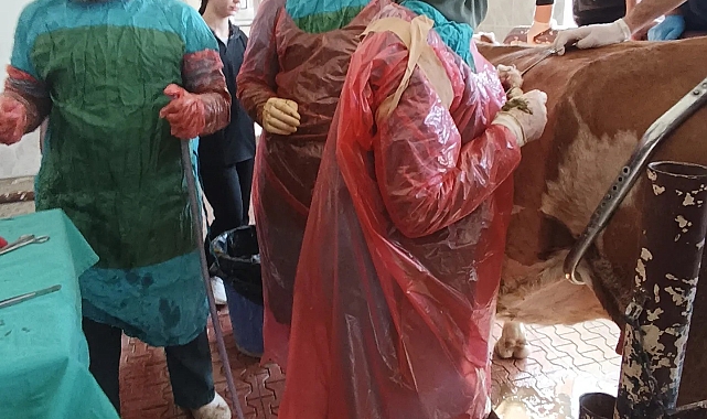 Van'da ineğin karnından bir avuç çivi ve tel parçaları çıktı
