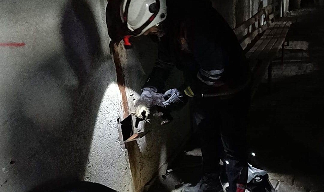 Van'da İnşaatta Mahsur Kalan Kedi, İtfaiyenin Zahmetiyle Kurtarıldı