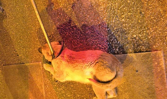 Van'da Trafik Kazasında Sıkışan Köpek, İtfaiyenin Müdahalesiyle Kurtarıldı