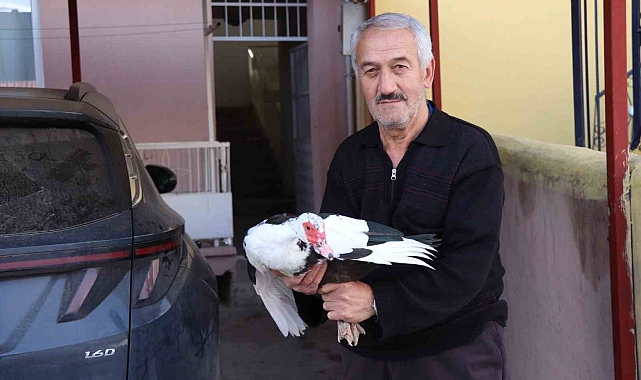 Yaban kaz, misafir edildiği kümeste bir günde hakimiyet kurdu