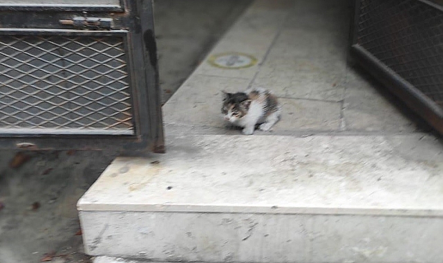 Yavrusunun kurtulmasını bekleyen anne kedi, duygulandırdı