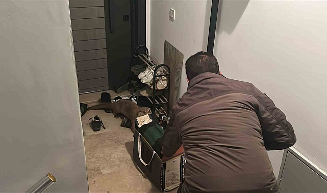 Yolunu kaybeden su samuru apartmana girdi