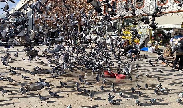 Yozgat'ta Güvercinler İçin Birlik Oldular