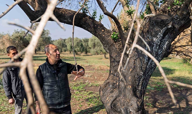 Zeytin ağaçları küllerinden doğuyor