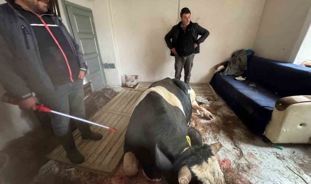 450 kiloluk tosun kahvaltı yapan çocukların bulunduğu salona daldı büyük panik yaşattı