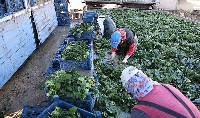 Adana'da ıspanak hasadına başlandı