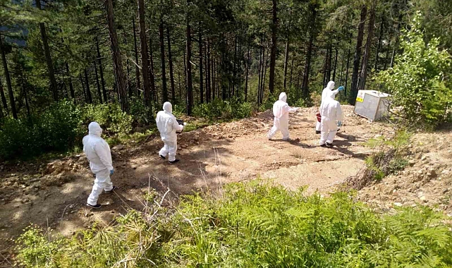Adana'da Ormanlara Yaşam Veren Bir Mücadele: Biyolojik Savaşla Zararlılara Karşı Zafer
