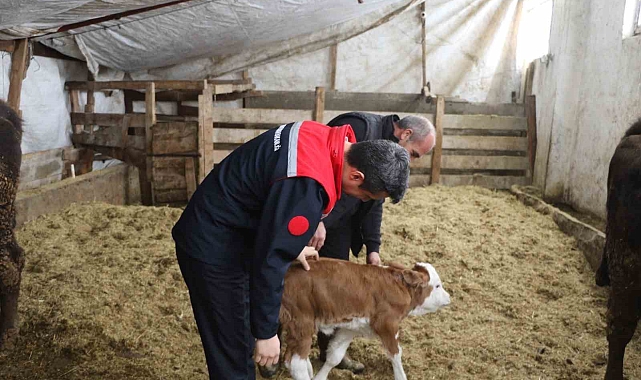 Ağrı'da Başarılı Bir Hikaye: Suzan Aydın, Genç Çiftçi Projesi ile Hayvancılıkta Zirveye Ulaştı