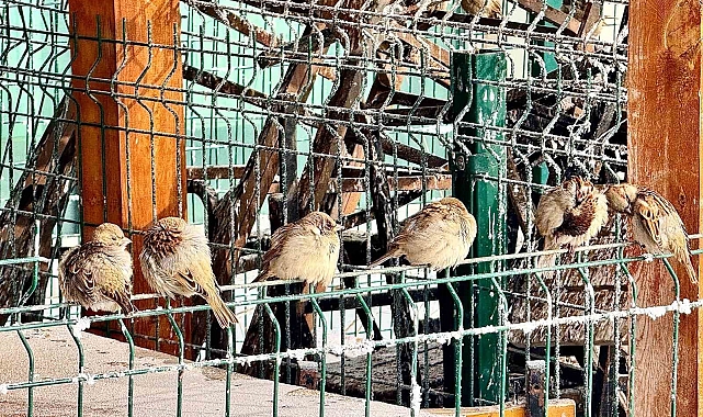 Ağrı'da Kışın Sıkı Sıkıya Sarmaladığı Beyaz Tablo