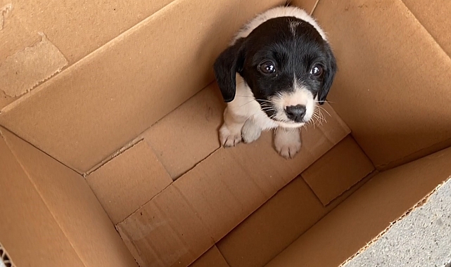 Antalya'da Genç Kızın Köpeği İçin Yaşadığı Dram