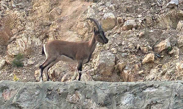 Antalya'da Yaban Keçisi Avcısı 661 Bin TL Cezaya Çarptırıldı