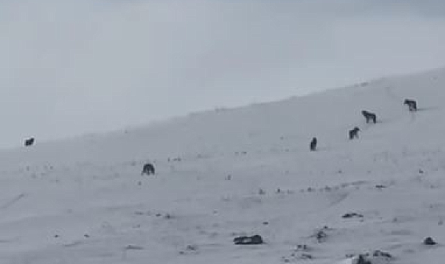 Ardahan'da Doğa ile Baş Başa: Karlı Arazide Kurt Sürüsü Kamerada