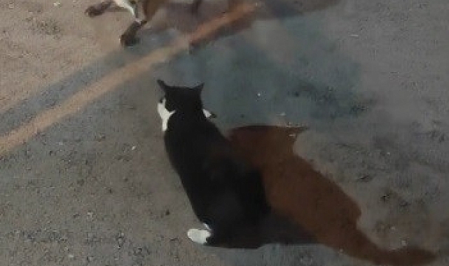 Bayburt'ta Komik Bir Sahne: Kedi ve Tilki Arasındaki Yemek Mücadelesi!