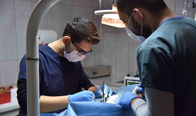 Bilecik'te Sokak Hayvanlarına Yeni Bir Yaşam: Tedavi ve Rehabilitasyon Merkezi'nin Başarısı
