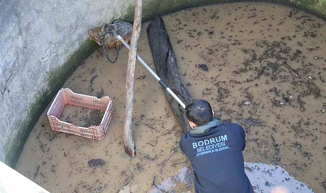 Bodrum'da Mahsur Kalan Tilki, Vatandaşların Duyarlılığı Sayesinde Kurtarıldı