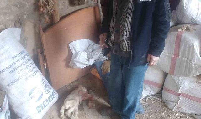 Buldan'da Sokak Köpekleri Saldırısı: Çoban Büyük Üzüntü Yaşıyor