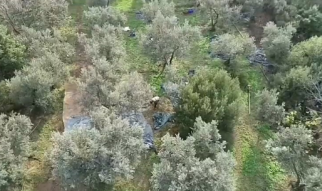 Bursa'da Zeytin Hırsızlığına Karşı Drone ile Savaş!
