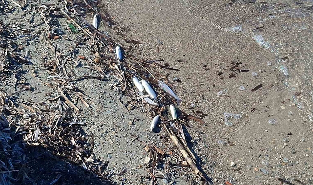 Didim'de Tekrarlanan Balık Ölümleri Endişe Verdi