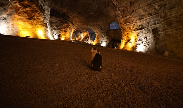 Duman isimli kedi Iğdır'daki Tuz Terapi Merkezi'ne gelen turistlerin ilgi odağı oluyor