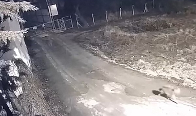 Elazığ'da Aç Kurtlar Köye İndi: Korkutan Görüntüler Kamera Kayıtlarında