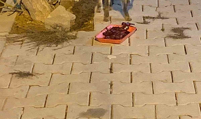 Elazığ'da Aç Tilkiye Şefkat Eli: Lokanta Sahibi'nden Örnek Bir Davranış!