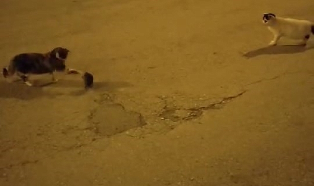 Elazığ'da Kedi ve Fare Oyunu: İzleyenleri Gülümsetti