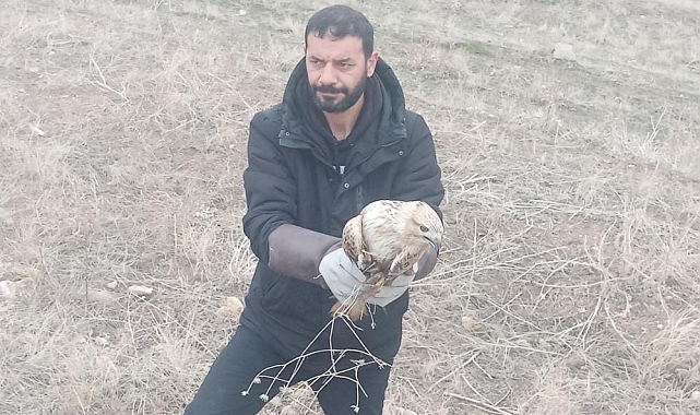 Elazığ'da Yaralı Kartal Hayat Mücadelesi Veriyor