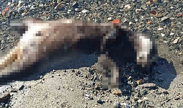 Erdek'te sahile vuran ölü porsuk şaşırttı