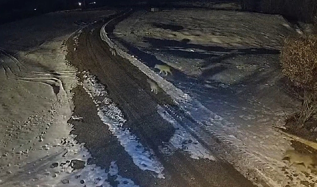 Erzincan'da Müezzin, Kurtlarla Karşı Karşıya Geldi