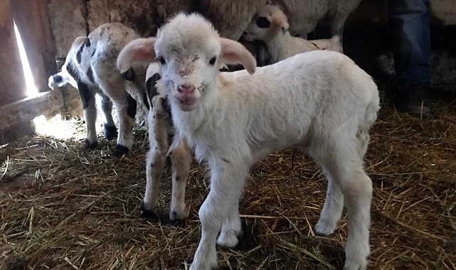 Erzincan'da Yaşam Mücadelesi: Annelerinin Reddettiği Kuzular Biberonla Besleniyor