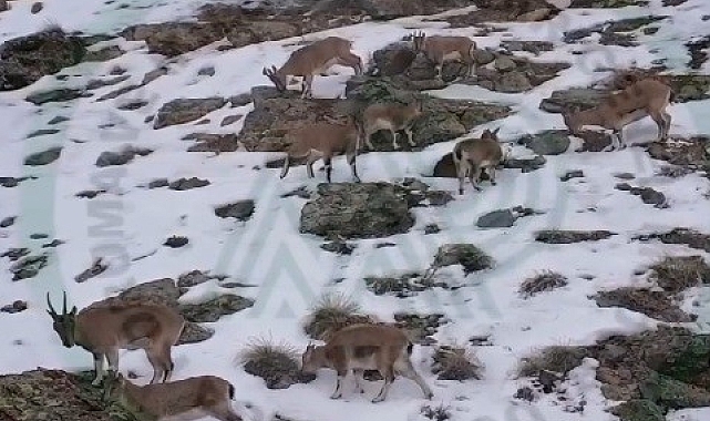 Erzincan'ın Gizli Zengini: Karlı Dağlarda Dans Eden Dağ Keçileri