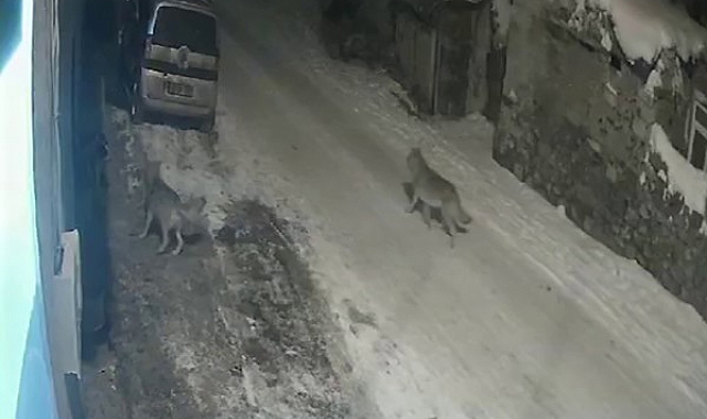 Erzurum'da Açlık Tehlikesi Altındaki Kurtlar Köye İndi