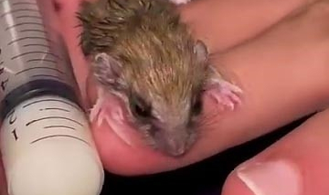 Erzurum'da Minik Bir Canlıya Yeni Bir Hayat Verildi