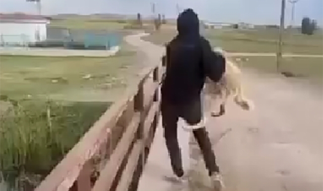 Eskişehir'de Sokak Köpeğine İşkence: Adalet Yerini Buldu
