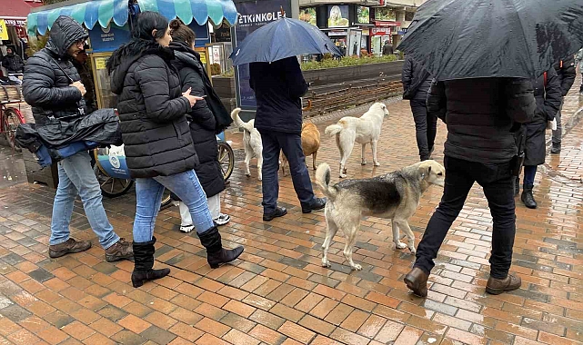 Eskişehir'de Sokak Köpekleri Etkinliklere Damga Vuruyor