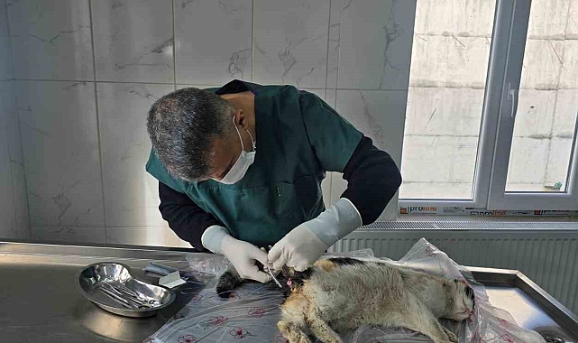 Hakkari'de Sahipsiz Kedinin Yaşam Mücadelesi Başarılı Bir Ameliyatla Son Buldu