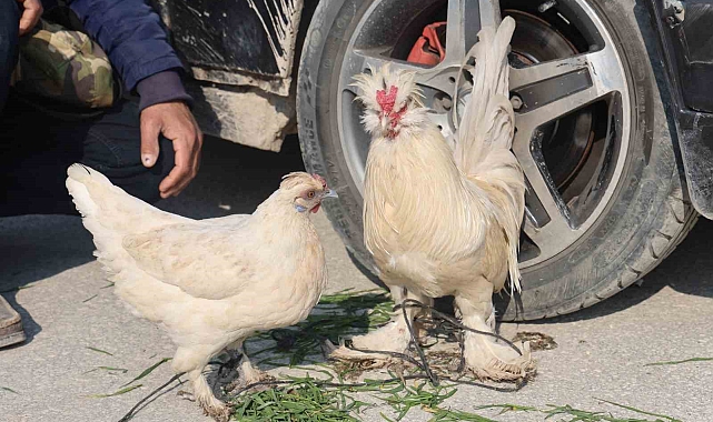 Hatay'da İlginç Pazarlama Stratejisi: Araba Yanında Tavuk ve Horoz Satışı