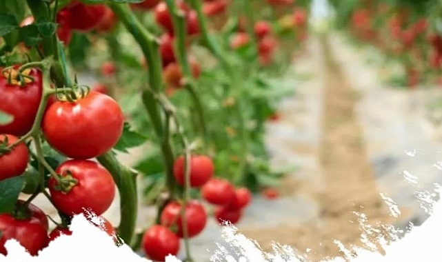 Iğdır'da Sera Yatırımına Destek! %50 Hibe İmkanı Son Başvuru 31 Ocak
