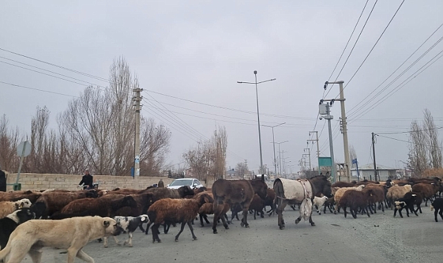 Iğdır'ın İşlek Caddesinde Kontrolsüz Hayvan Sürüsü Trafiği Aksattı