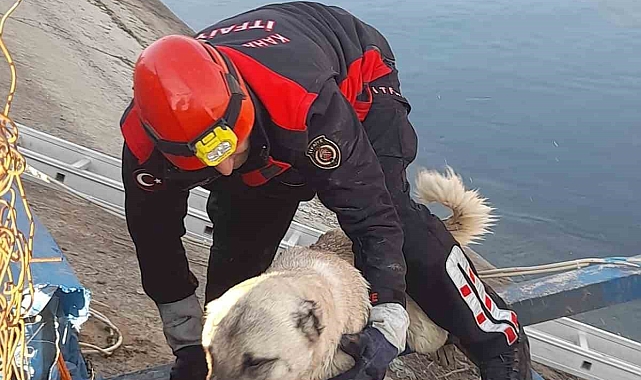Kahramanmaraş'ta Hayata Tutunan Bir Can: Sulama Kanalından Kurtarılan Köpek
