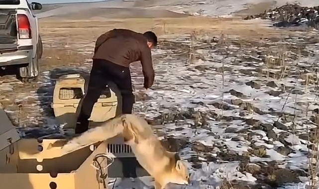 Kars'ta büyüyen yavru tilkiler doğaya bırakıldı