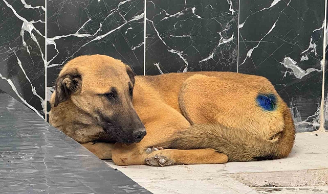 Kayseri'de Sokak Köpeği Yeni Bir Hayata Başladı