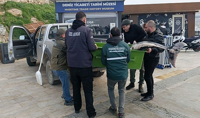 Kuşadası'nda Üzücü Bir Manzara: Tırtak Yunusunun Ölümü