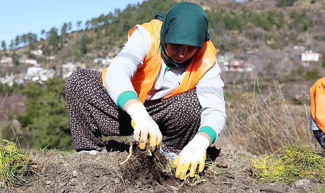 Manavgat'ta Tarımda Yeni Bir Dönemin Başlangıcı: Safran ve Salep Üretimi