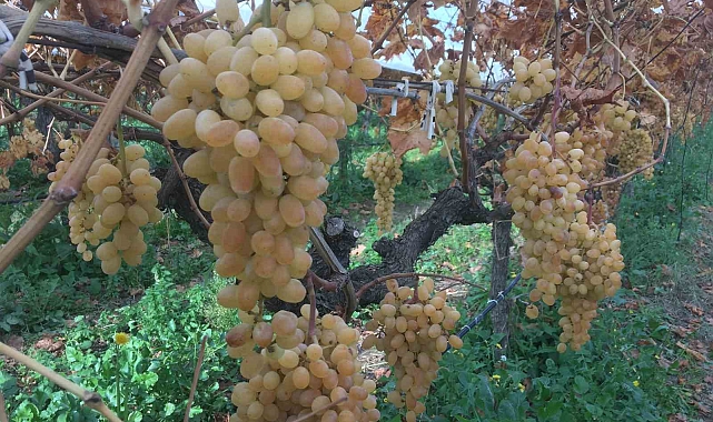 Manisa'da 6 aydır üzüm hasadı devam ediyor