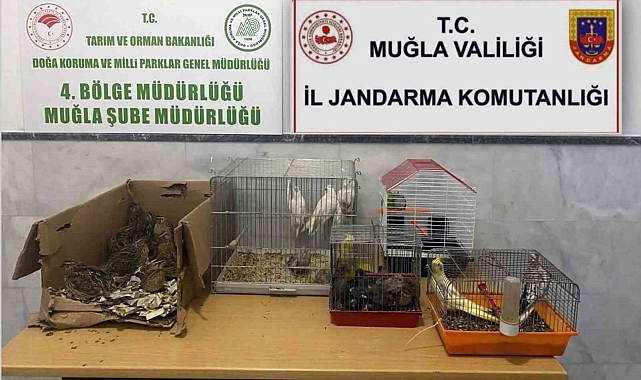 Muğla'da Kaçak Hayvan Üretimi ve Satışı Operasyonu: 77 Bin TL Ceza
