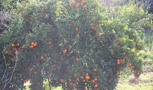 Narenciye dalında kaldı